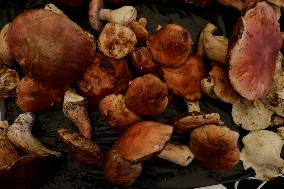 Mushroom Fair In Mexico City