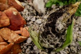 Mushroom Fair In Mexico City