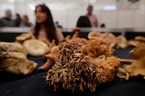 Mushroom Fair In Mexico City