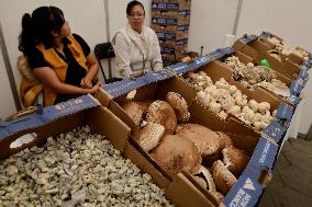 Mushroom Fair In Mexico City