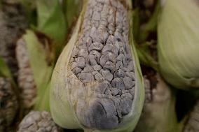 Mushroom Fair In Mexico City