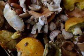 Mushroom Fair In Mexico City