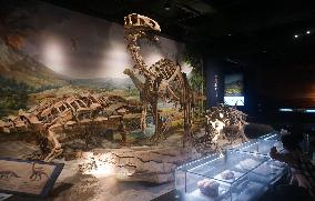 Zhejiang Provincial Geological Museum