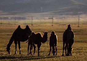 MONGOLIA-ULAN BATOR-NOMADIC CULTURE-FESTIVAL