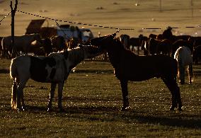 MONGOLIA-ULAN BATOR-NOMADIC CULTURE-FESTIVAL