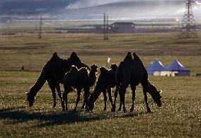 MONGOLIA-ULAN BATOR-NOMADIC CULTURE-FESTIVAL