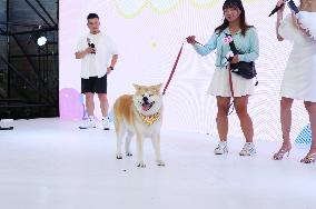 Pet Swimsuit Beauty Contest Held at The Taobao Tmall Carnival Night of the Asia Pet Fair in Shanghai, China