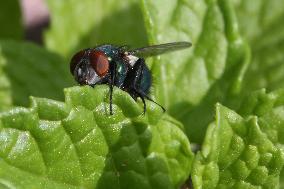 Common Green Bottle Fly On The Leaf Of A Mint Plant