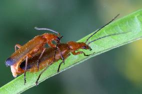 Common Red Soldier Beetles