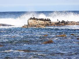 SOUTH AFRICA-CAPE TOWN-CAPE OF GOOD HOPE-SCENERY