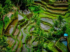 Rice Terraces In Bali - Indonesia