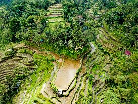 Rice Terraces In Bali - Indonesia