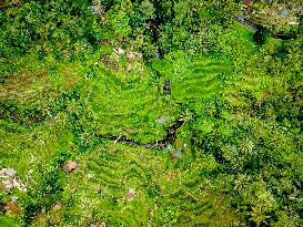 Rice Terraces In Bali - Indonesia