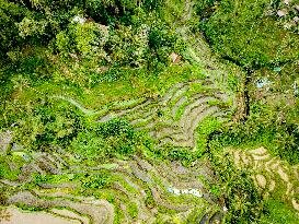 Rice Terraces In Bali - Indonesia