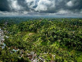 Rice Terraces In Bali - Indonesia