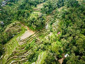 Rice Terraces In Bali - Indonesia