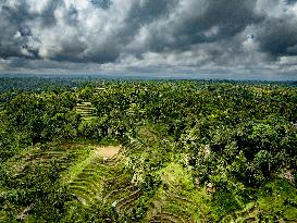 Rice Terraces In Bali - Indonesia