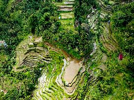 Rice Terraces In Bali - Indonesia