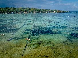 Seaweed Cultivation - Indonesia