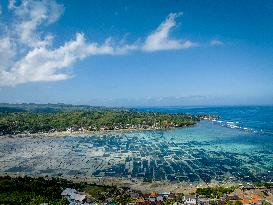 Seaweed Cultivation - Indonesia