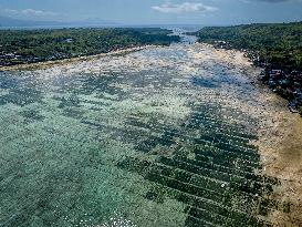Seaweed Cultivation - Indonesia