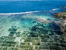 Seaweed Cultivation - Indonesia