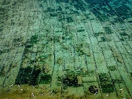 Seaweed Cultivation - Indonesia