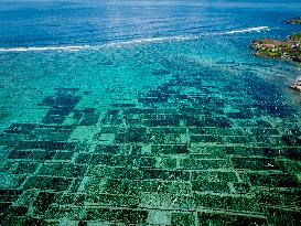 Seaweed Cultivation - Indonesia