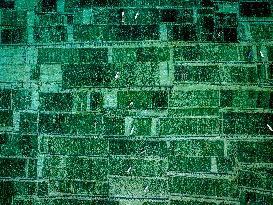 Seaweed Cultivation - Indonesia