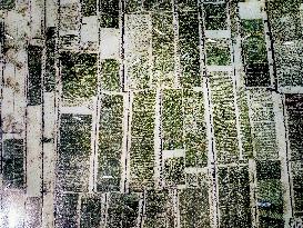 Seaweed Cultivation - Indonesia