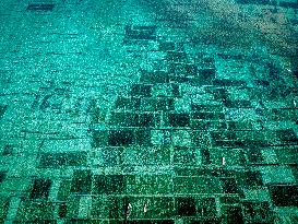 Seaweed Cultivation - Indonesia