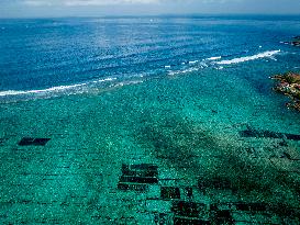 Seaweed Cultivation - Indonesia