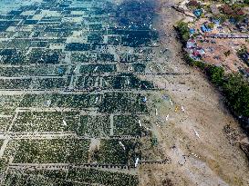 Seaweed Cultivation - Indonesia