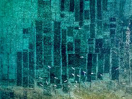 Seaweed Cultivation - Indonesia