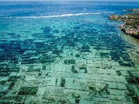 Seaweed Cultivation - Indonesia