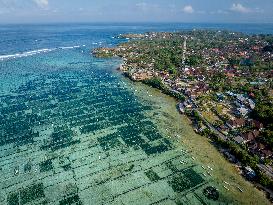 Seaweed Cultivation - Indonesia