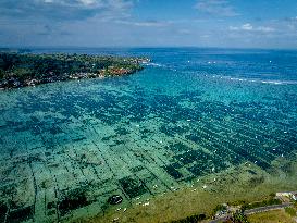 Seaweed Cultivation - Indonesia