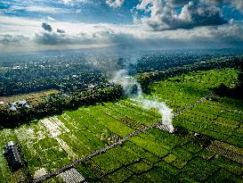 Rice Plantations In Bali - Indonesia