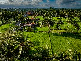 Rice Plantations In Bali - Indonesia