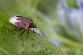 Twice-stabbed Stink Bug