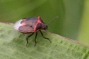 Twice-stabbed Stink Bug