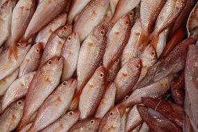 Central Fish Market - Gaza