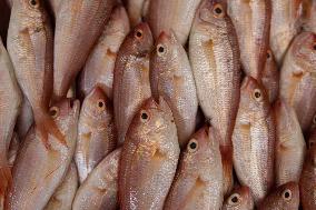 Central Fish Market - Gaza