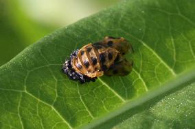 Asian Lady Beetle Pupa Casing On A Leaf