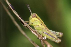 Two-striped Grasshopper Nymph