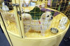 Cloned Cats And Dogs at the Asian Pet Show in Shanghai