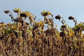 Sunflower Field During The Heat Wave - Castelnaudary