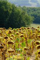 Sunflower Field During The Heat Wave - Castelnaudary