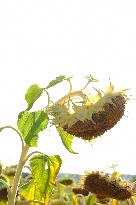 Sunflower Field During The Heat Wave - Castelnaudary