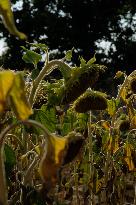 Sunflower Field During The Heat Wave - Castelnaudary